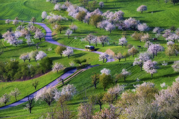 Postbus amidst blossoming cherry trees (Prunus avium), orchard in spring, Canton Solothurn,