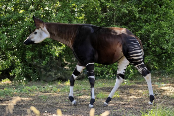 Okapi (Okapia johnstoni), adult, running, foraging, captive