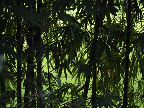 Forest green bamboo (Bambuseae) Bamboo grove, Sulawesi, Indonesia, Asia