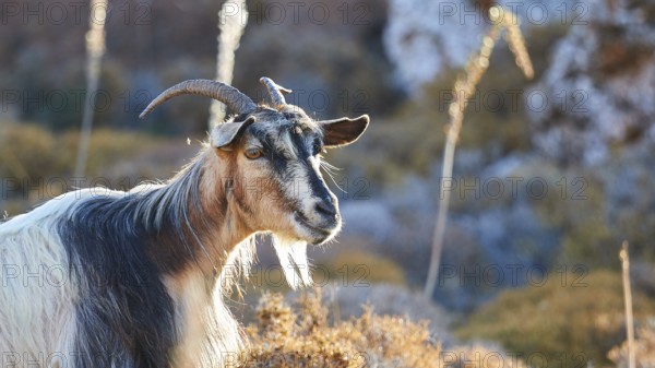 Goat with curved horns in natural environment, warm light of the golden hour, goat (s), free-range,