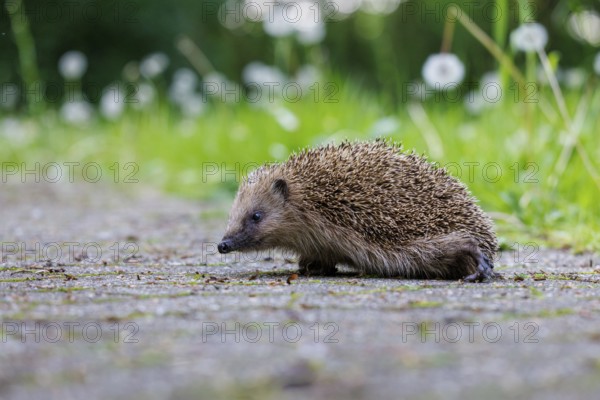 Hedgehog (Erinaceus europaeus), Germany, Europe