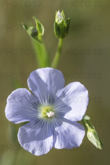 Flax (Linum ustatissimum), Emsland, Lower Saxony, Germany, Europe