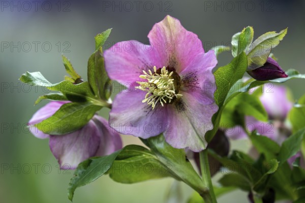 Oriental hellebore (Helleborus orientalis), spring hellebore, flower, Baden-Württemberg, Germany,