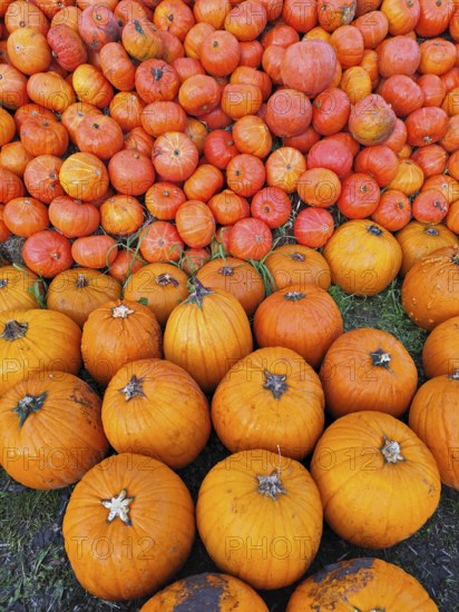 Hokkaido pumpkins, Lower Saxony, Germany, Europe