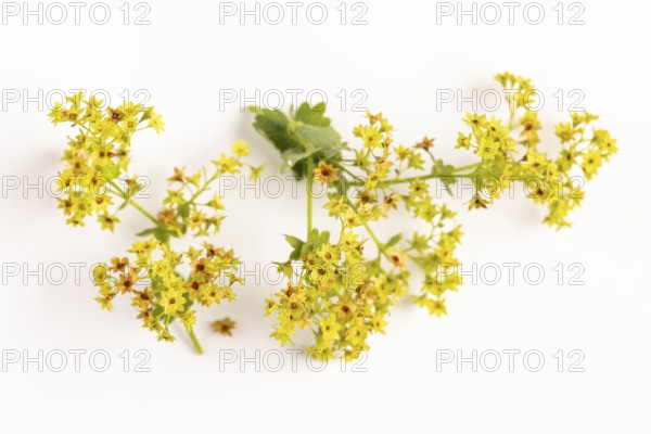 Inflorescences of lady's mantle (Alchemilla) on a white background