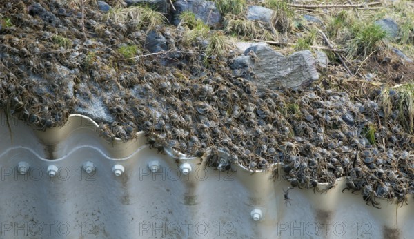 Masses of chinese mitten crab (Eriocheir sinensis), invasive species, neozoon, crabs, juveniles,