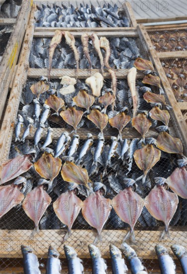 A wooden frame with net-like wire on which various types of dried fish lie, fish drying, Praia da