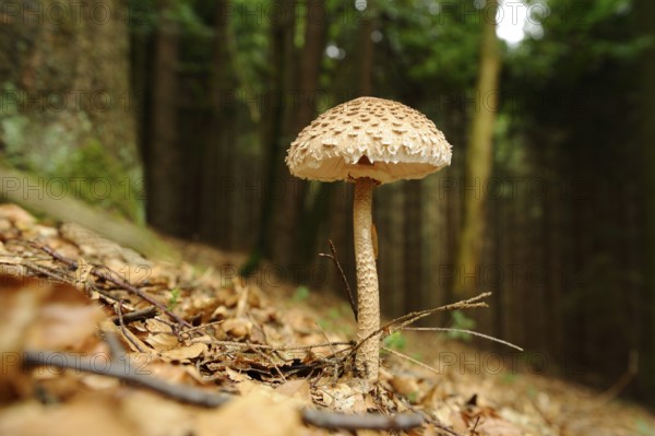 Parasol mushroom (Macrolepiota procera) in a forest, Bavaria