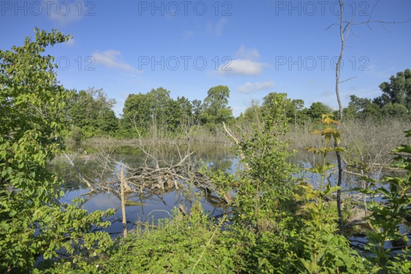 Rohrbruchteich, Haselhorst, Spandau, Berlin, Germany, Europe