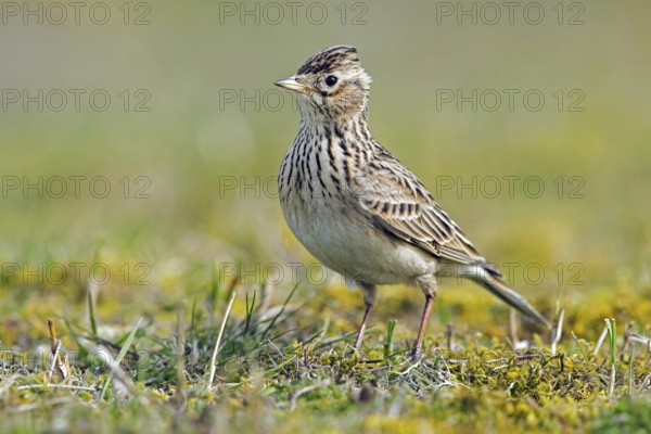 Eurasian skylark (Alauda arvensis) foraging on the ground