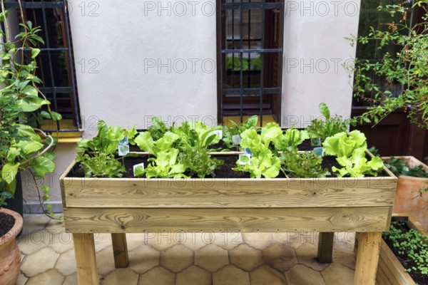 Raised bed with green salad on a terrace, Gracia neighbourhood, Barcelona, Spain, Europe