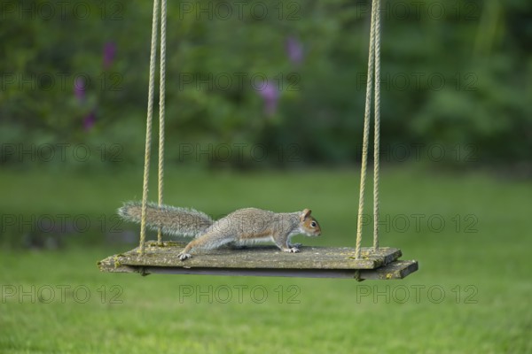 Grey squirrel (Sciurus carolinensis) adult animal on a garden swing, Suffolk, England, United