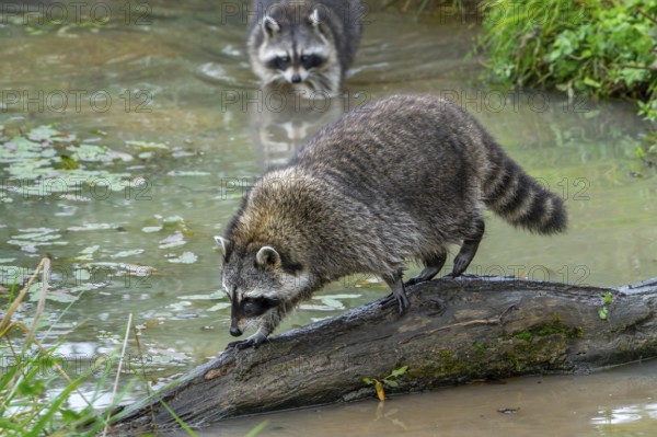 Common raccoon, North American racoon (Procyon lotor) crossing stream, rivulet over fallen tree