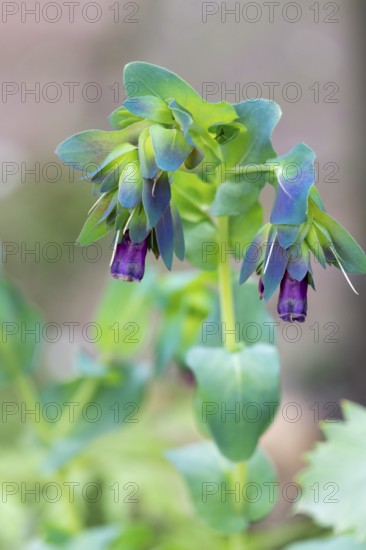 Great Waxflower (Cerinthe major L., flowering, Münsterland, North Rhine-Westphalia, Germany, Europe