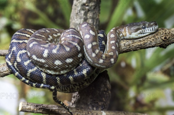 Central Morelia bredli, also known as Bredl's carpet python (Morelia bredli), lies on branch,