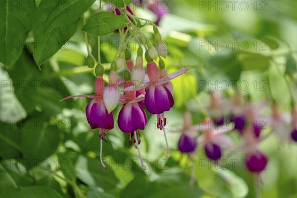 Fuchsias (Fuchsia), Münsterland, North Rhine-Westphalia, Germany, Europe
