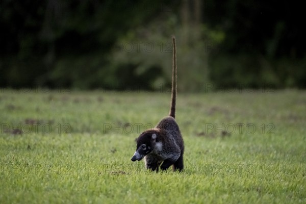 White-tailed coati (Nasua narica), adult, tail in the air, in a meadow, Sirena, Corcovado National