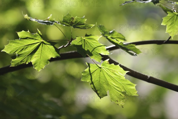 Norway maple (Acer platanoides), leaves, green, autumn, bright, The October sun illuminates the