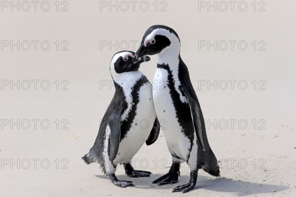 African penguin (Spheniscus demersus), pair on the beach, courtship, courtship display, Boulders,