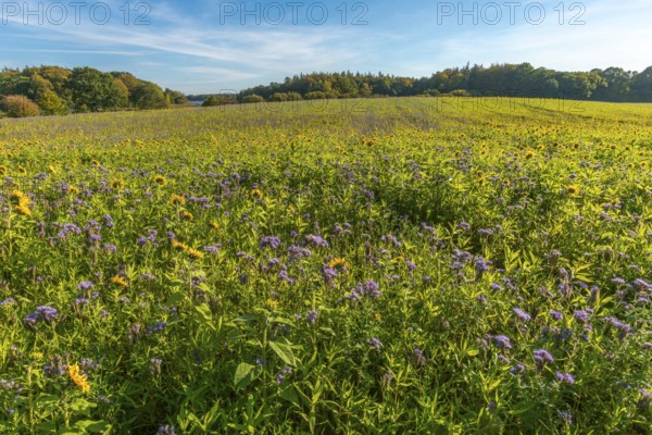 Muxal, field with purple-violet flowering catch crop phacelia and sunflowers, forest in autumn