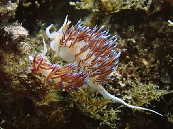 An elegant pair of colourful nudibranchs, Cratena peregrina, mating amidst marine plants in an