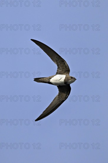 Alpine swift (Apus melba), adult, in flight, Switzerland, Europe