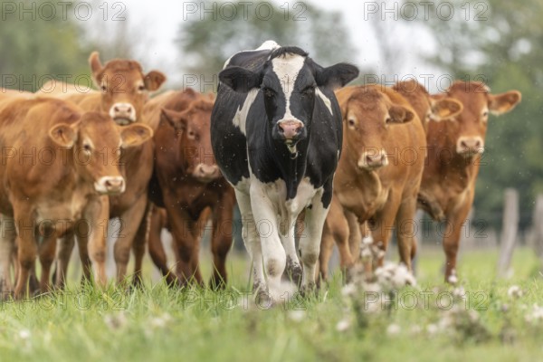 Herd of cows in pasture at end of summer. Alsace, France, Europe