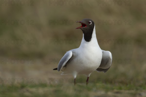 Black headed gull (Chroicocephalus ridibundus) adult bird calling on grassland, Hampshire, England,