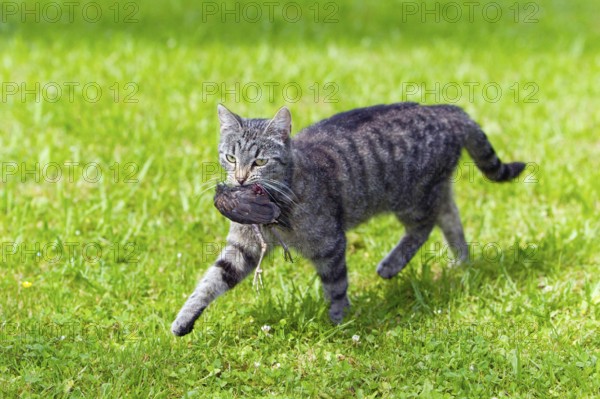 House cat, tabby mackerel, carries dead bird, Lower Saxony, Germany, Europe
