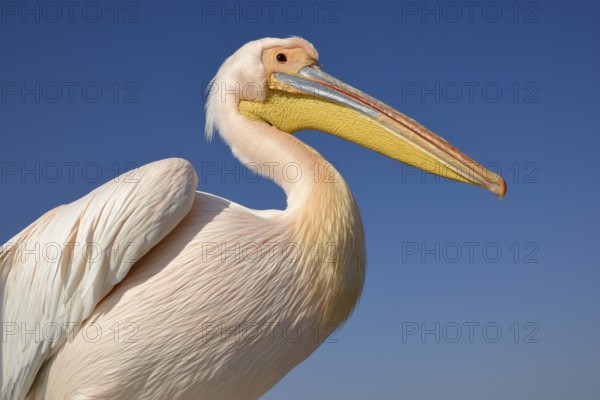Great white pelican (Pelecanus onocrotalus), animal portrait, near Pelican Point, Walfish Bay,