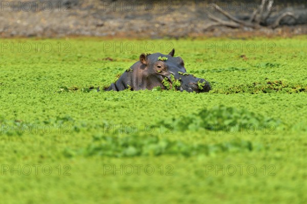 Hippo (Hippopotamus amphibius), among water plants, Mana Pools National Park, Mashonaland West