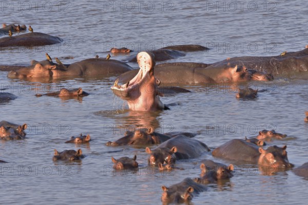 Hippos (Hippopotamus amphibius) in the Luangwa River, South Luangwa National Park, Zambia, Africa