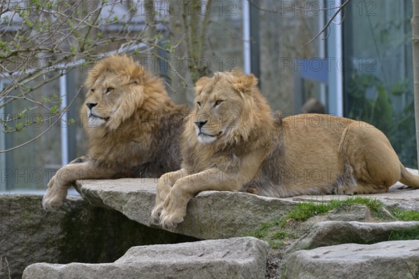 Two Lions (Panthera leo), males, captive, Hellabrunn Zoo, Munich, Bavaria, Germany, Europe