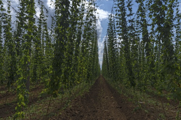Climbing hop (Humulus lupulus) vines, hop cultivation in Herpersdorf, Middle Franconia, Bavaria,