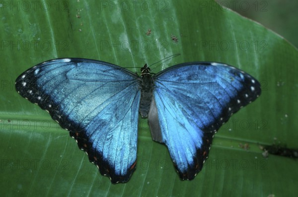 Morpho peleides blue morpho (Morpho peleides), detachable, Costa Rica, Central America