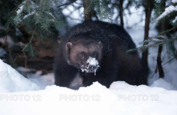 Wolverine (Gulo gulo), wolverine, bear marten, järv, snow, snow