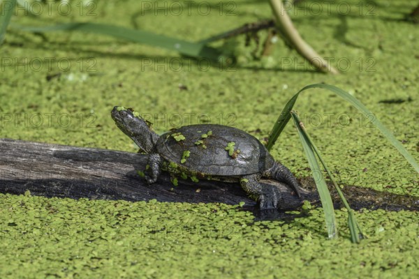European pond terrapin (Emys orbicularis), captive, Lorraine, France, Europe