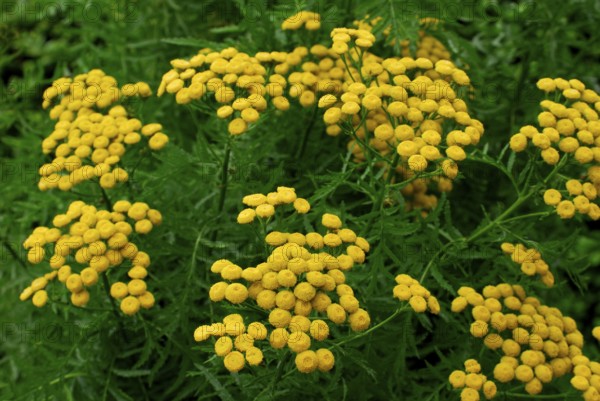 Tansy (Tanacetum vulgare)