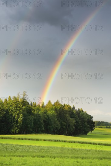 Evening thunderstorm atmosphere with double rainbow over lush green mixed forest, in the Zurich