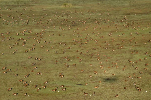 Aerial view, Black lechwes (Kobus leche smithemani), Bangweulu swamps, Luapula Province, Zambia,