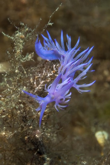 Violet (Flabellina affinis) thread snail grazes on hydrozoans, Mediterranean Sea, Sardinia, Italy,