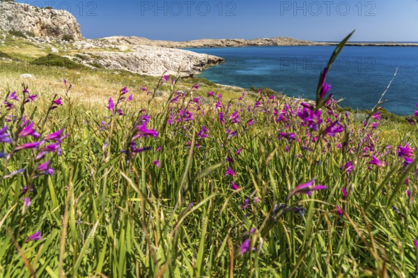 Spring Flowers Italian Gladiolus in the Landscape of Cape Greco Peninsula, Agia Napa, Cyprus,