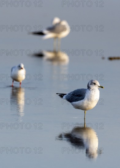 Seagulls in the Wadden Sea, Rømø Island, Syddanmark, Denmark, Europe