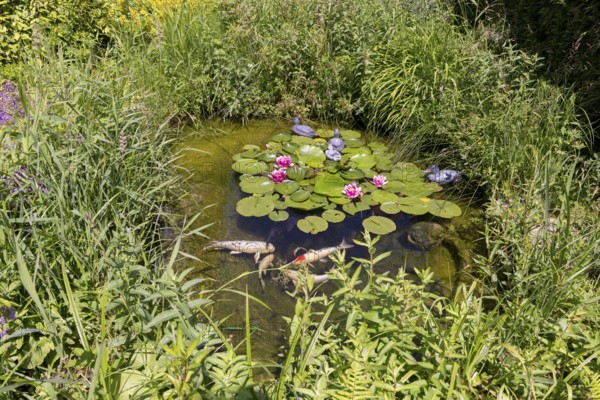 Garden pond, red water lilies, koi carp, decor, ducks, Baden-Württemberg