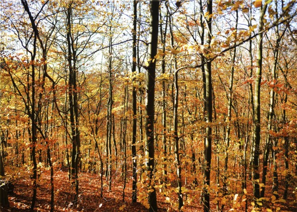 Autumn atmosphere, forest, Iserlohn, Germany, Europe