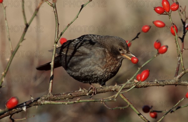Blackbird, /, female, picking rose butts, Lower Saxony, Germany, Blackbird (Turdus merula), female,