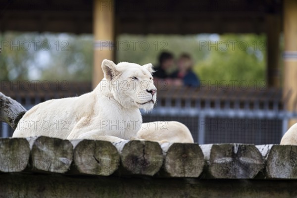 White lion (Panthera leo), colour mutation, leucism, captive, Safaripark, Safariland Stukenbrock,
