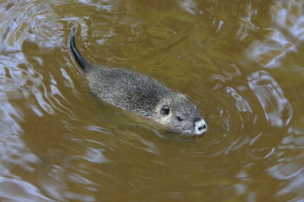 Nutria (Myocastor coypus), young, Coypu