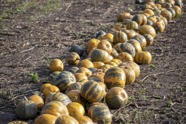 Pumpkin field with ripe pumpkins, Weinviertel, Hadres, Lower Austria, Austria, Europe