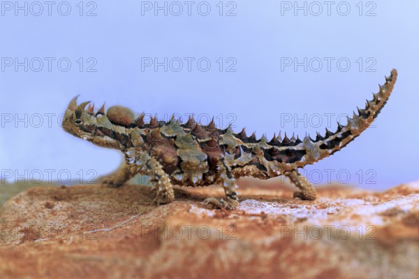 Thorny devil (Moloch horridus), Northern Territory, desert devil, lateral, Australia, Oceania
